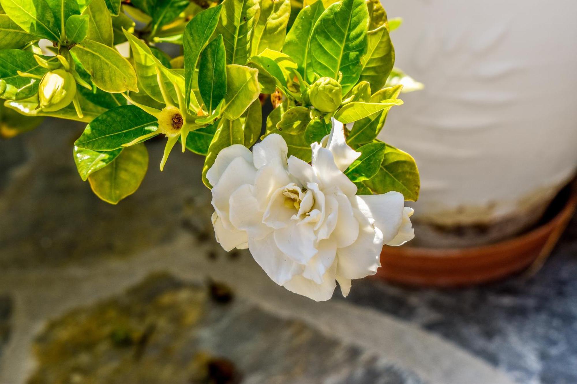 Apartments Villa L&M Skiathos Kalivia  Екстериор снимка